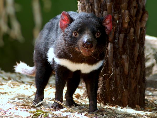 Tasmania and Victoria wildlife vacation, Australia