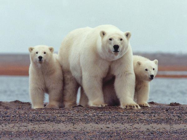Canada polar bear and beluga whale tour