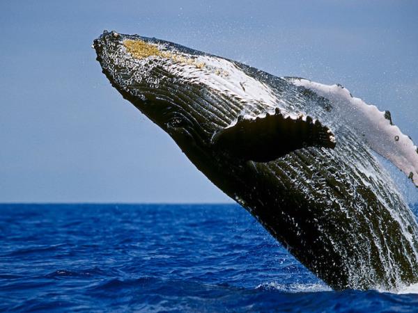 Mozambique whale watching and beach holiday