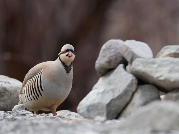 Tibet bird watching vacation