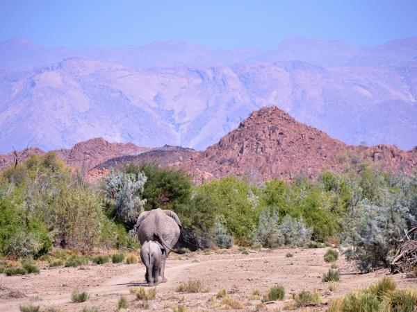 Elephant conservation vacations & projects - Responsible Travel