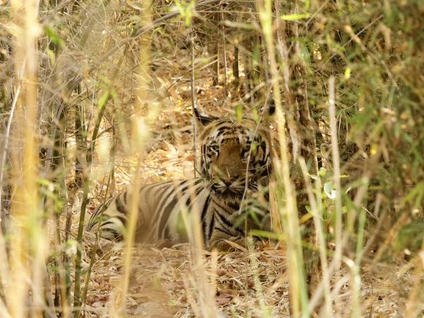 West-central India wildlife vacation
