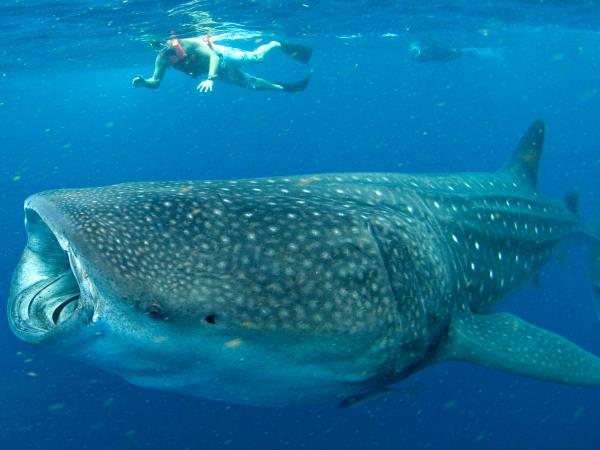 swimming with whale sharks