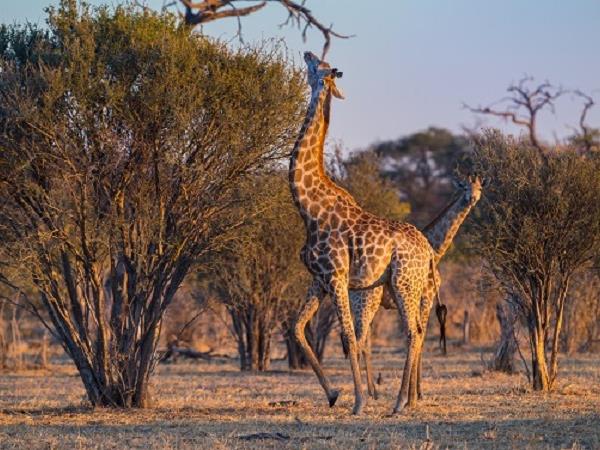 Botswana luxury safari vacation