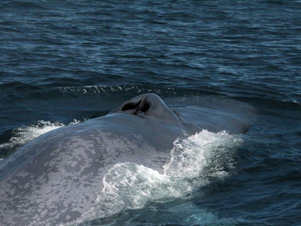 Blue whale watching vacation, migrating giants