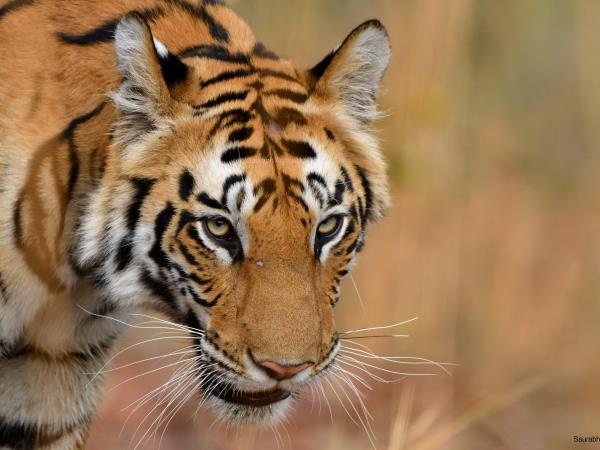 Tiger and wildlife photography tour, India