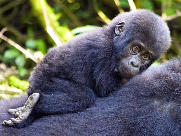 4 day gorilla safari in Rwanda