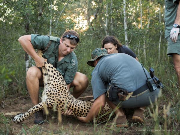 Wildlife conservation course in South Africa | Responsible Travel