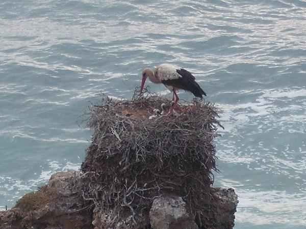 Rota Vicentina Fishermen's Trail hiking vacation in Portugal