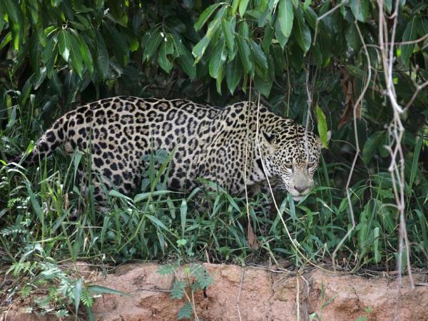 Brazil small group vacation, Pantanal explorer