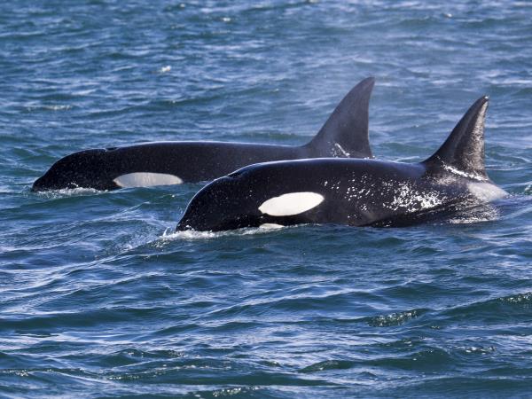British Columbia Fall wildlife tour