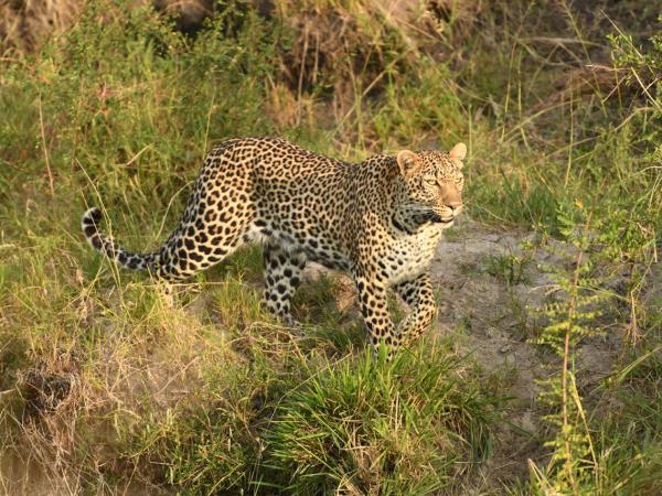Luxury Kenya and Tanzania safari with Zanzibar