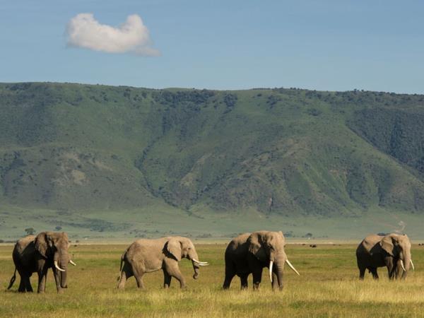 Kenya and Tanzania great migration safari