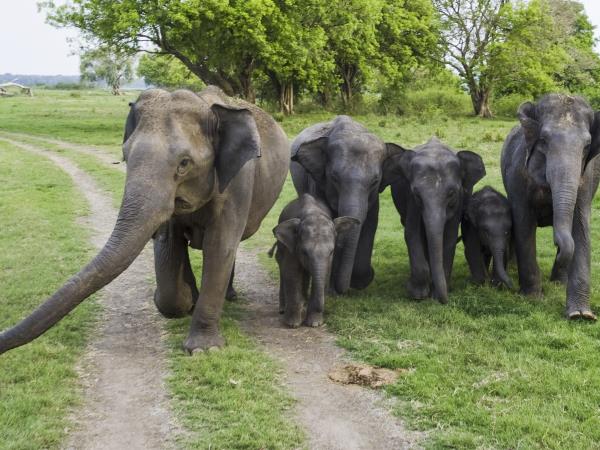 Sri Lanka tailor made tour, 13 days