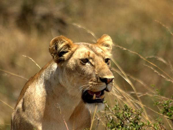 Tanzania wildlife safari vacation