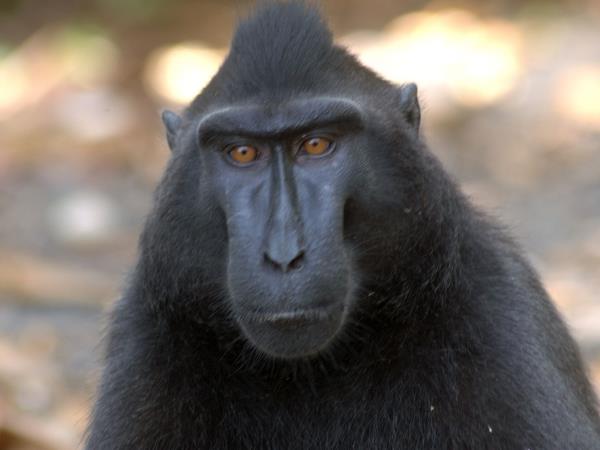 Wildlife vacations in Indonesia in 2026 & 2027 | Responsible Travel