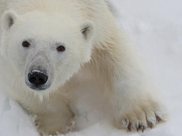 Highlights of Spitsbergen vacation