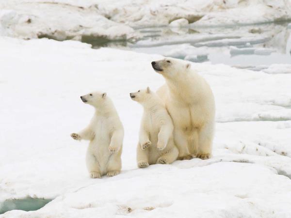 Iceland to Greenland cruise