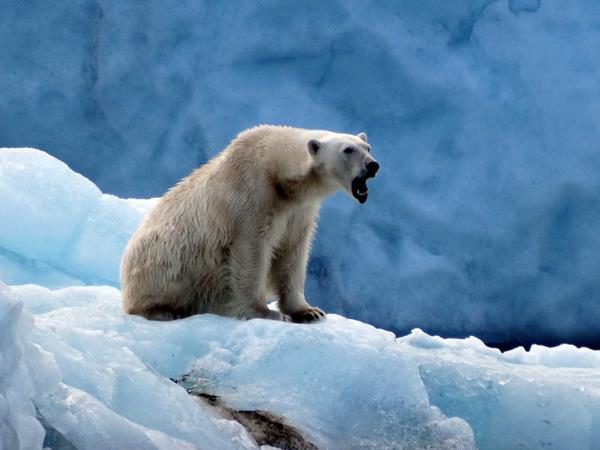 Spitsbergen spring wildlife cruise