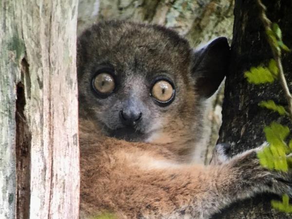 Madagascar tailor made wildlife vacation