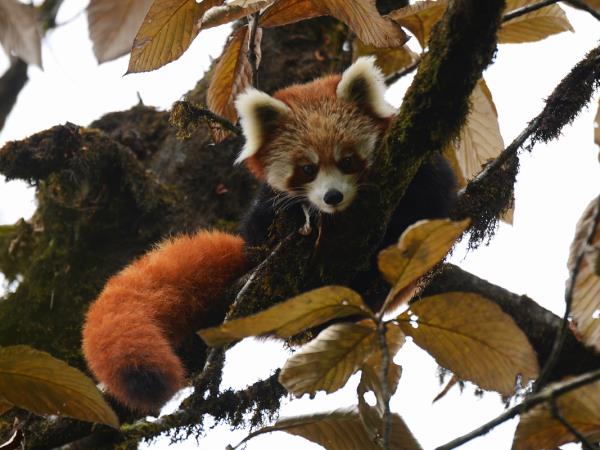 Rare mammals of Nepal wildlife safari