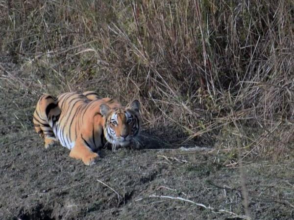 Budget tiger safari in Nepal
