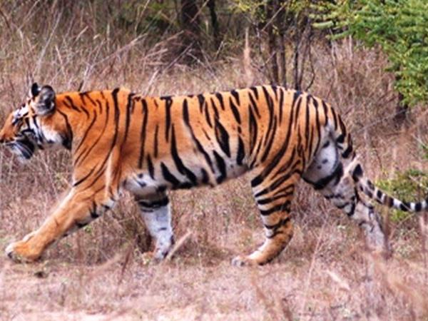Nepal budget tiger safari in Chitwan