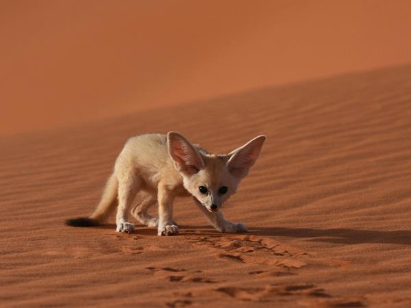 Western Sahara desert wildlife tour | Responsible Travel