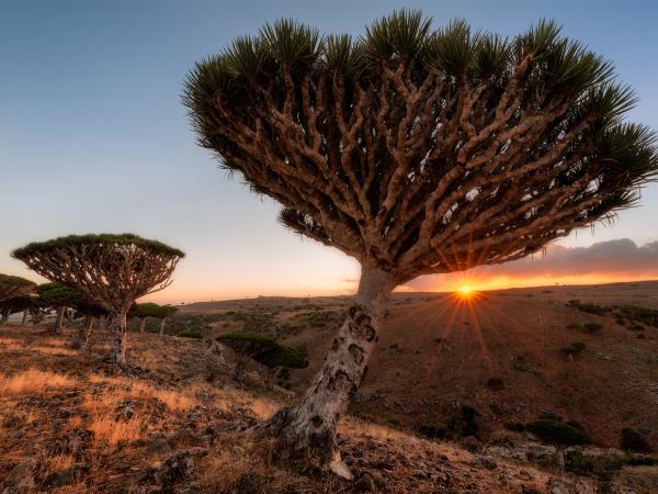 Socotra photography Tour