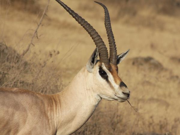 Luxury Mbede safari circuit vacation in Tanzania