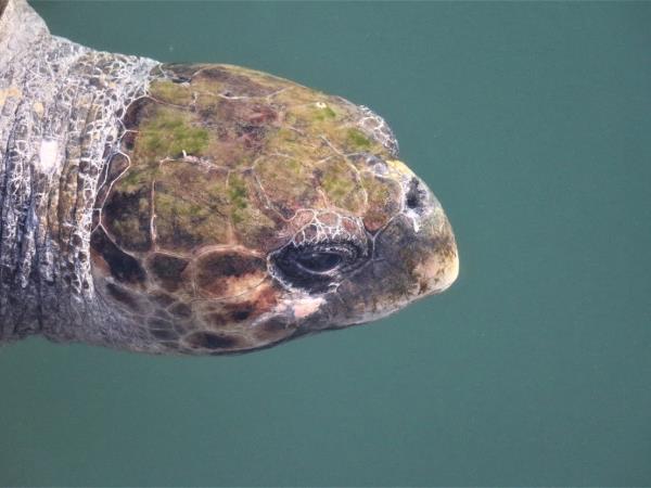 Turtle conservation in Greece