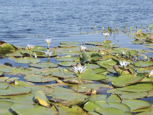 Ibera Wetlands vacation in Argentina