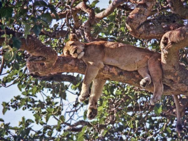Uganda wildlife safari, small group