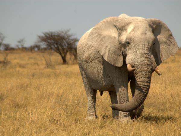 Kenya Tsavo & Amboseli safari vacation