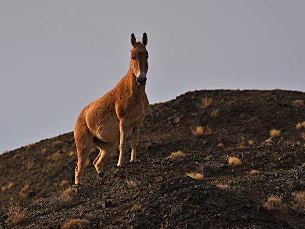 Ladakh wildlife vacation, India