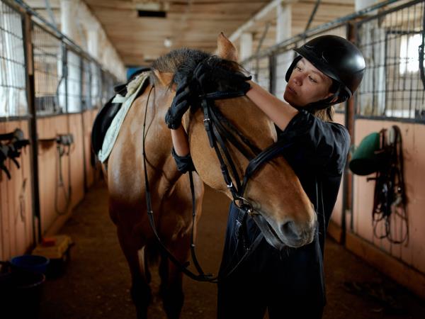 Volunteer with horses in Portugal