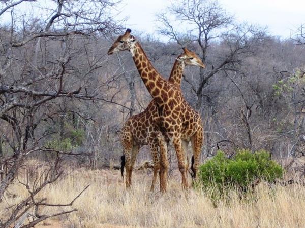 Kenya, Mara to the coast tour