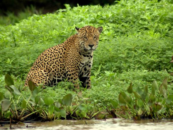 Jaguar safari vacation in Brazil's Pantanal