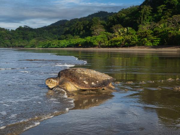 Turtle conservation in Costa Rica