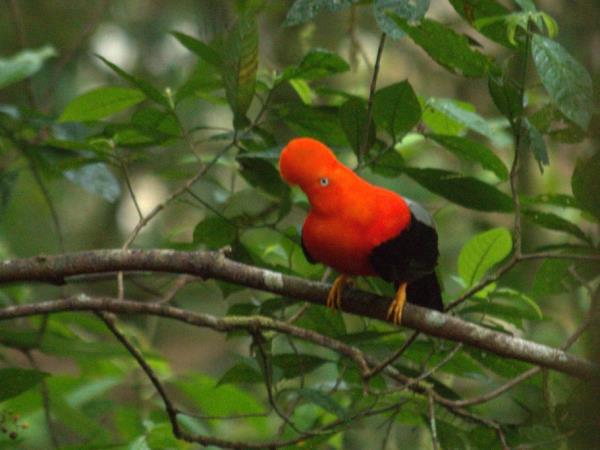 Peru wildlife vacation, Amazon to Andes