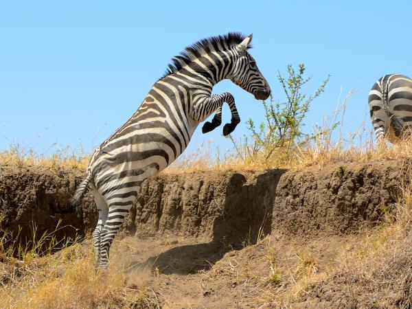 Kenya and Tanzania small group safari vacation