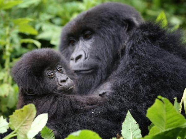 Gorilla trekking in Uganda and Rwanda