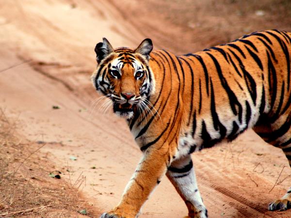 India specialist tiger safari tour, 3 weeks