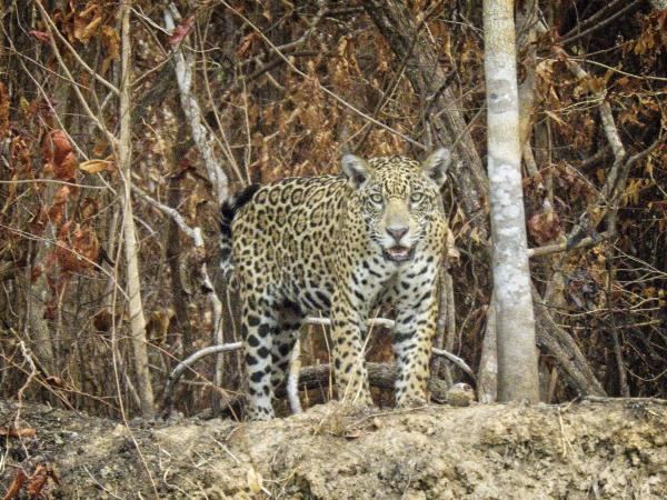 Brazil holiday, Jaguar spotting & Amazon