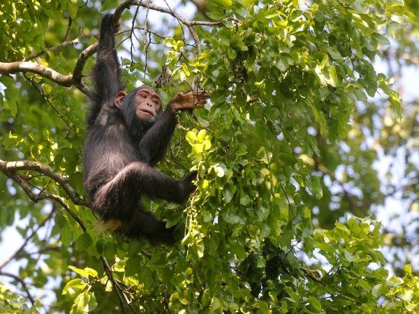 Bulago Island tour in Uganda
