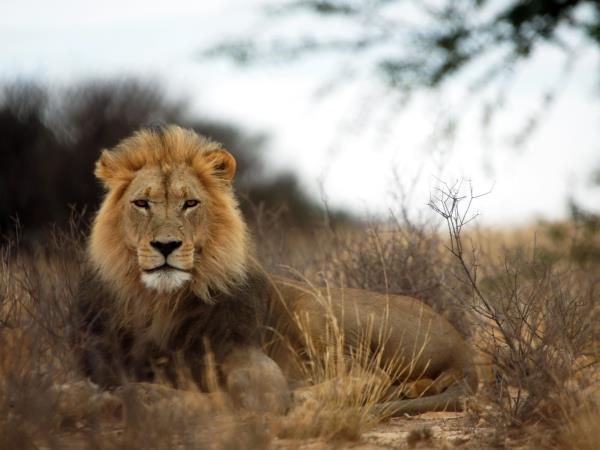 Northern Cape wildlife vacation in South Africa