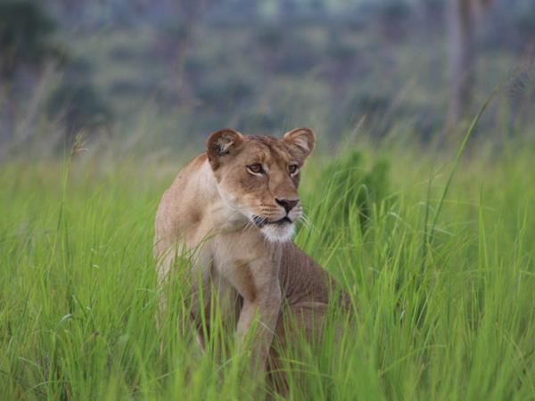 Uganda wildlife and nature vacation
