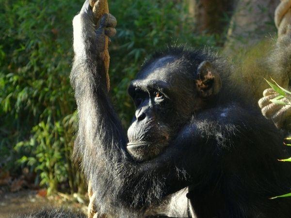Rwanda wildlife vacation