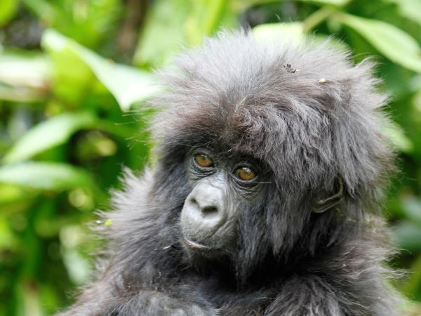 Uganda luxury safari and gorilla trek