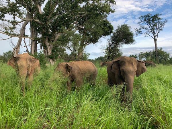 Sri Lanka elephant conservation vacation
